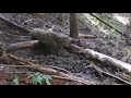 くくり罠40kg級イノシシ捕獲＆お知らせ