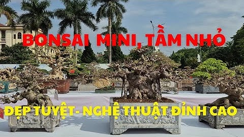 Chiêm Ngưỡng Bonsai Mini , Tầm Nhỏ– Tuyệt Đẹp, Nghệ Thuật Đỉnh Cao.