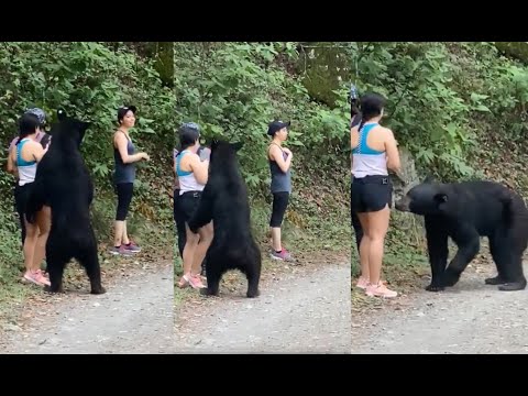 Video: Cómo Comportarse Al Encontrarse Con Un Oso