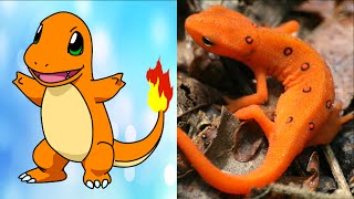All Pokemon That Exist In Real Life