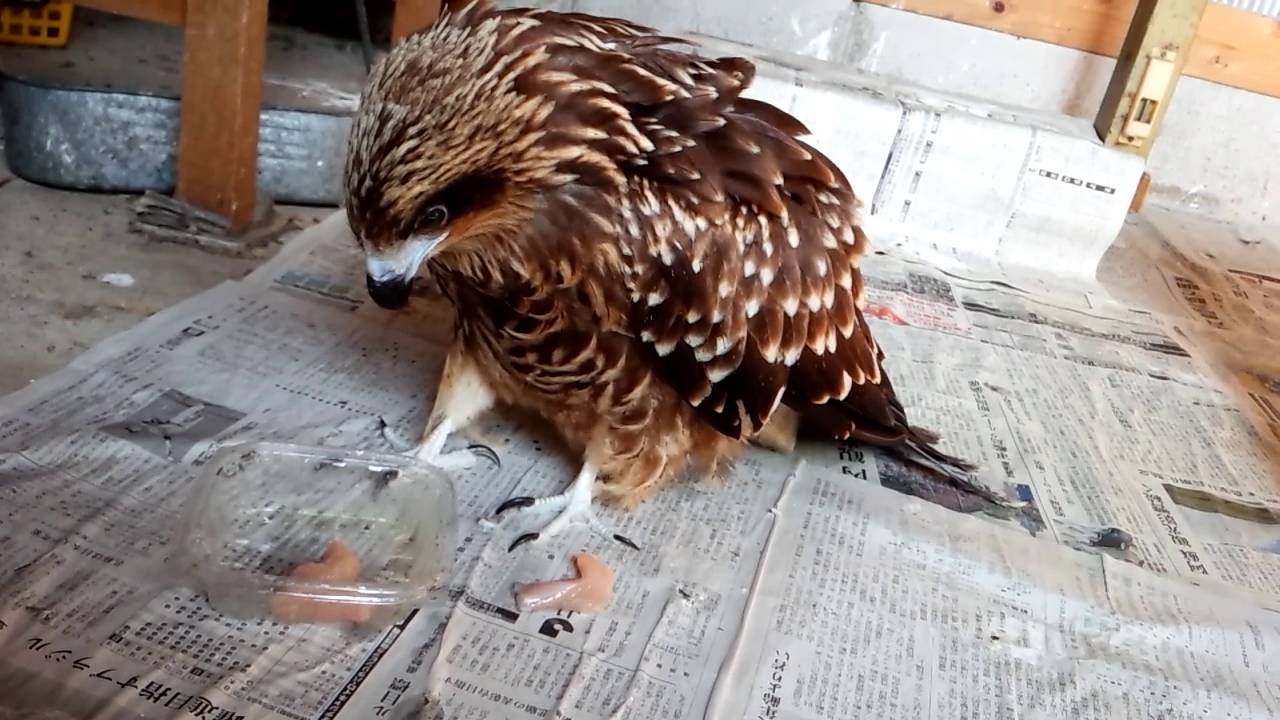 トンビちゃんのお食事