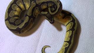 Ball Python Collection Update Profile
