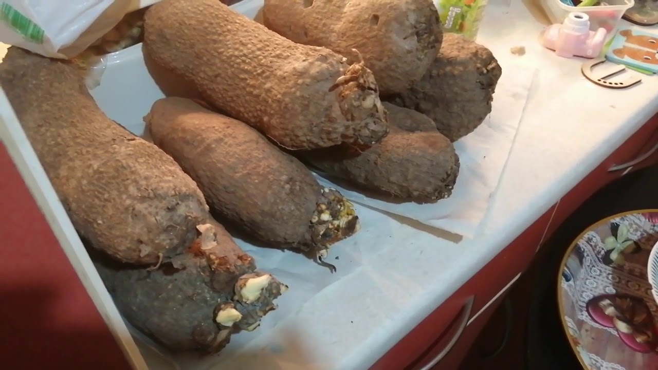 Can Yam grow in UK ? Lockdown YouTube