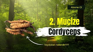 Cordyceps Kordisep Mantarı Nedir, Faydaları Nelerdir?