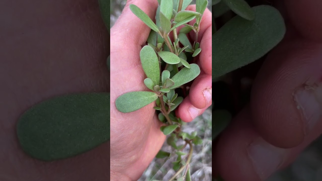 Purslane: A Common Edible Garden Weed