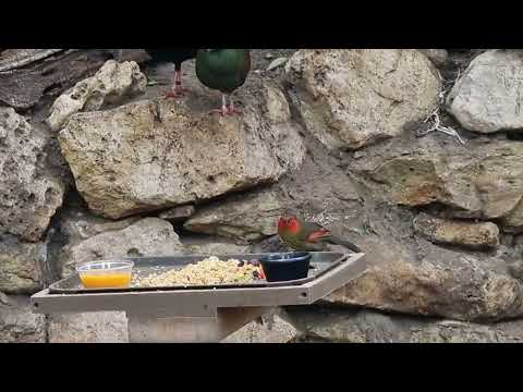 Red-faced liocichla, Grosbeak starling and Crested wood partridges