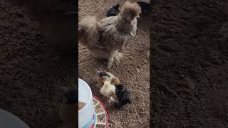 Entertainment for the chicks!