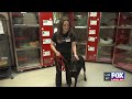 Four Legged Friends: Pops