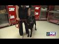 Four Legged Friends: Pops
