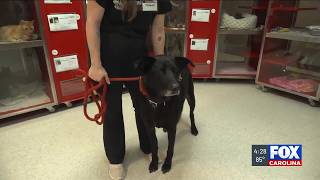 Four Legged Friends: Pops
