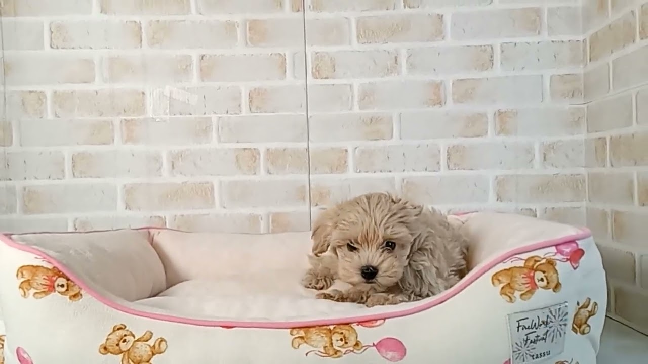 725180 MIX（ハーフ）