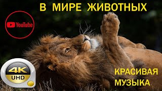 В Мире Животных 4К Видео, С Красивой Инструментальной Музыкой #Вмиреживотных#4К #Природа#