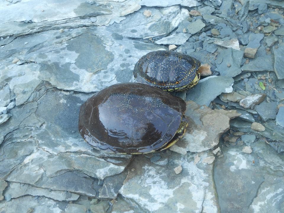 amphibians nedir European Pond Turtles May 13,2015