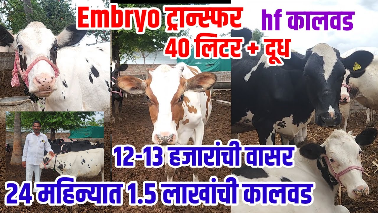 hf कालवड,12-13 हजारांची वासरं,24 महिन्यात 1.5 लाखाची कालवड,Embryo_transfer,40+दूध,hf_गाय,visionvarta