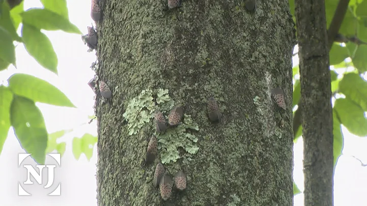 13 NJ counties under quarantine for spotted lanternfly