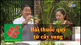 BÀI THUỐC QUÝ TỪ CÂY SUNG - Lương Y Nguyễn Công Đức