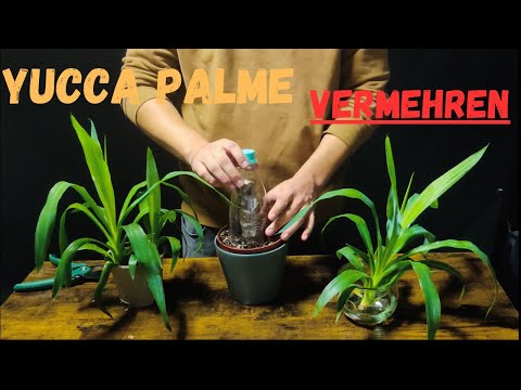 Yucca Palme vermehren: