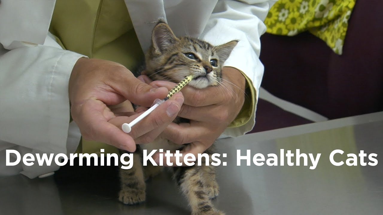 Deworming Kittens How To Have A Healthy Cat Youtube