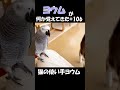 ヨウムが何か覚えてきた#106