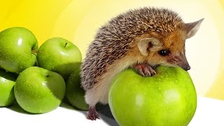 Здоровое питание, Стройность, Успех Здоровое питание, Стройность, Успех