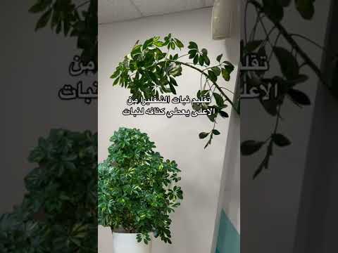التقليم ضروري لنبات الشفليرا