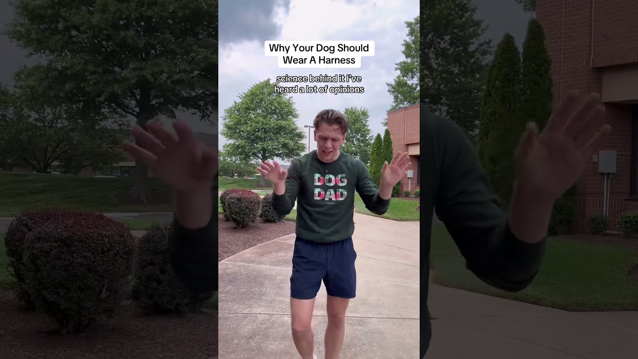 Почему собаки должны носить шлейку😂🐶