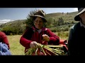 Ensilado de avena forrajera