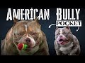 American Bully vs. Pocket Bully: Unveiling the Key Differences and Insights