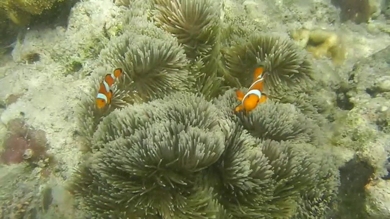 CUTEST NEMO ACT!! Fish Snorkelling Diving Spot, Menjangan Island Bali, Indonesia