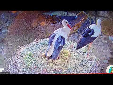 20210414 063114 -14.04.2021г. 6:31час. Утренний моцион в гнезде белых аистов. Съёмка с экрана компа