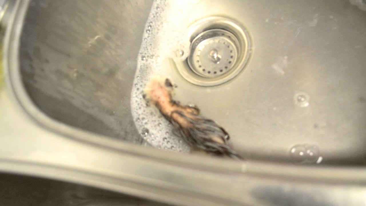 Baby possum getting a bath! 8212 YouTube