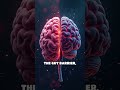 How Gut Fatty Acids Boost Brain &amp; Immunity