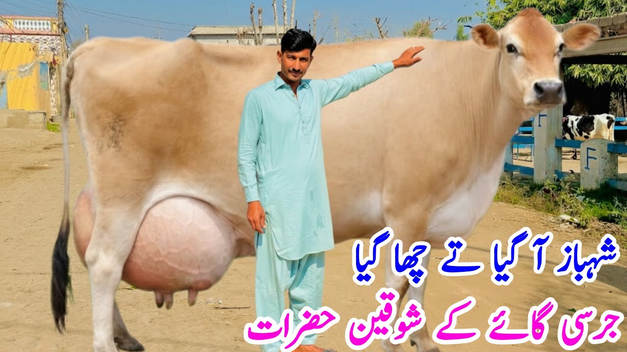 Jersey Cow For Sale in Punjab Pakistan | Australian Friesian Cross High Milk Cows 2026 🐄
