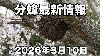 Bee swarming has begun in southern Kyushu! Explanation of the