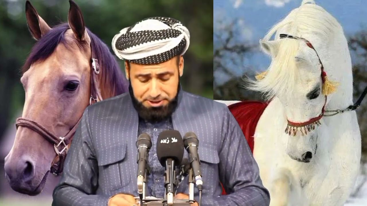 🕌خواردنی گۆشتی هەسپ (ماین) حەڵاڵە🕌