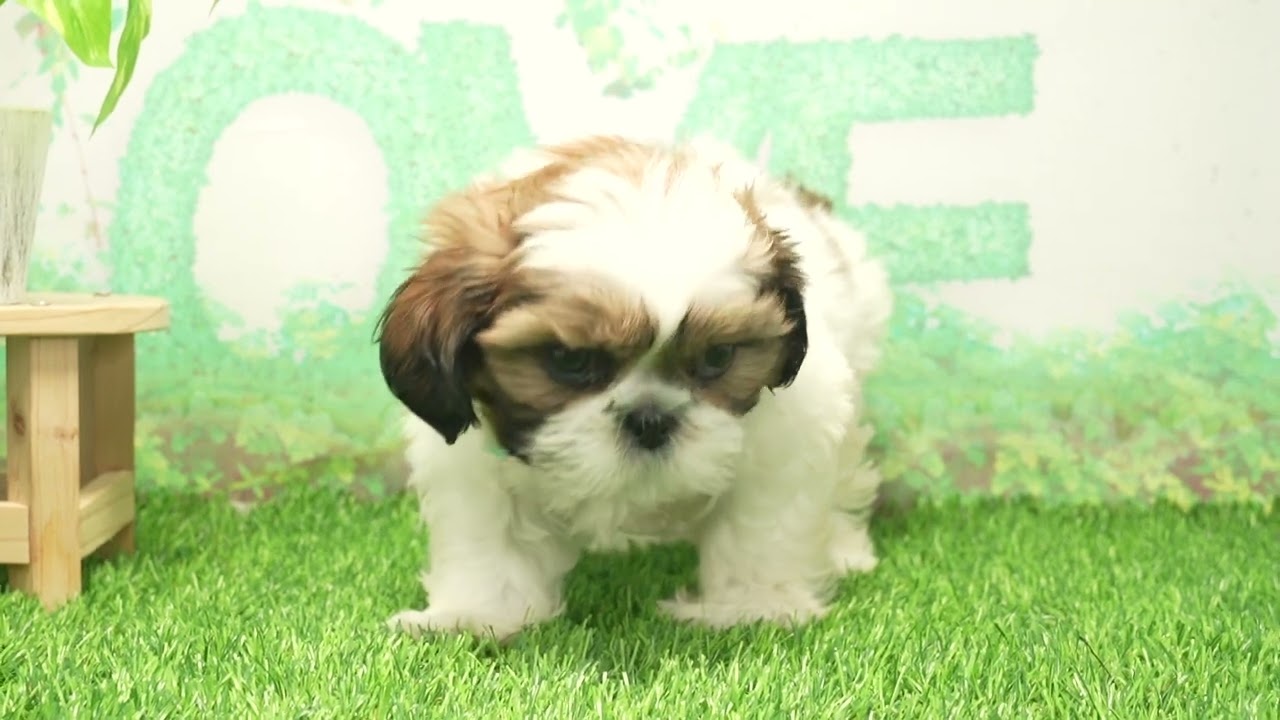 Coo&RIKU No663329 シーズー - YouTube