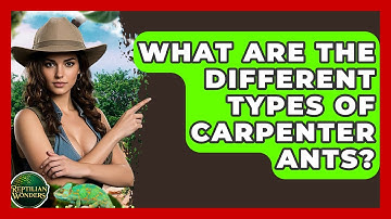 What Are The Different Types Of Carpenter Ants? - Reptilian Wonders