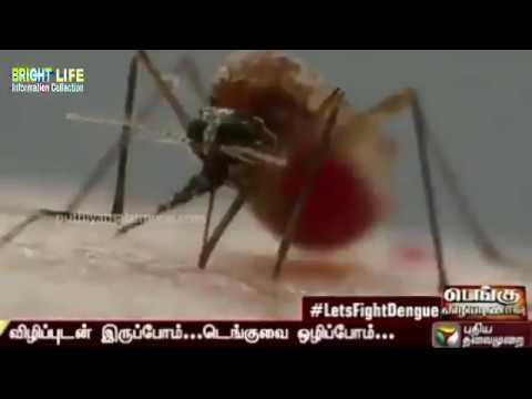 கொசு கடிக்கும் முறை