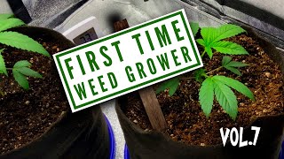 First Time Growing Weed (Home Grown)Days 53-61