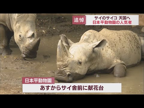 日本平動物園の人気者シロサイ「サイコ」死ぬ　飼育員「関わる人みんなをすごく癒やしてくれた」　静岡市