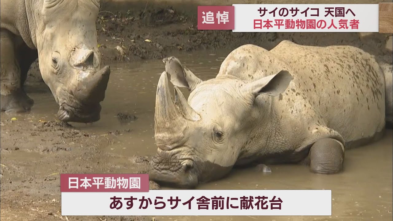 日本平動物園の人気者シロサイ「サイコ」死ぬ　飼育員「関わる人みんなをすごく癒やしてくれた」　静岡市