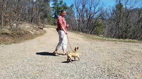 Introduction to Prong Collars