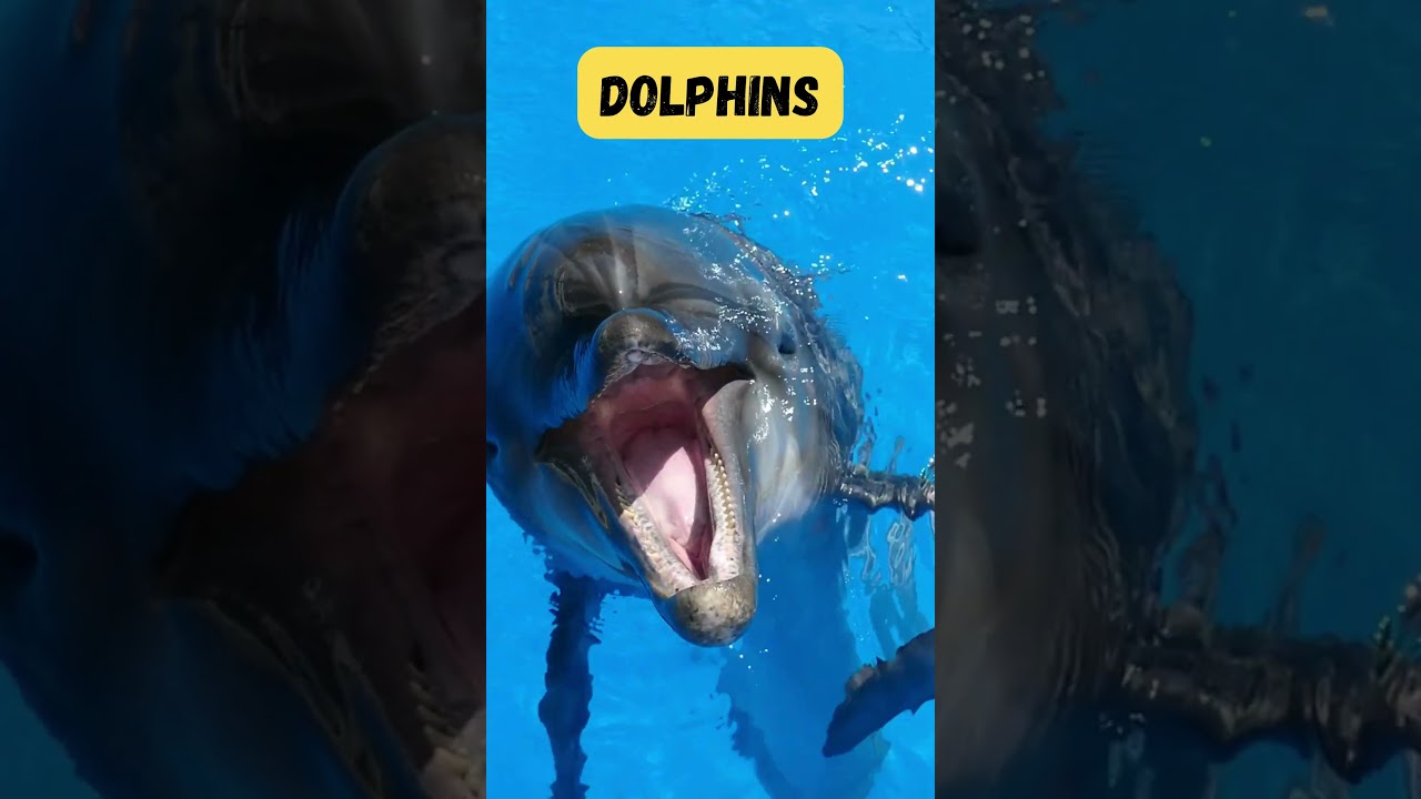 Land & Sea Animals Song 🎶 | Fun Learning Short | Explore the Wild for Kids | 