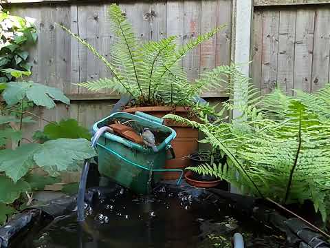 Blue Tit Takes a Bath