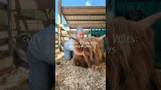 Sleep under the stars in a covered wagon | Rooterville Animal Sanctuary