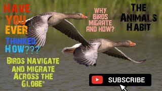How birds nevigate and migrate across the globe(@theanimalshabit )