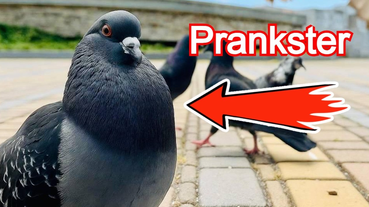 20 Min of Peace and Funny Pigeons | Relaxing Bird ASMR |