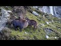 Bull Tahr Country