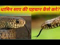 धामन सांप की पहचान कैसे करें ? #indiansnacks #snake