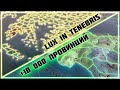 +10 000 провинций в моде Lux in Tenebris для Europa Universalis 4